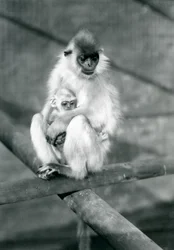 Un langur con gorra sosteniendo a su bebé mientras está sentado en una viga, Zoológico de Londres, 11 de noviembre de 1913